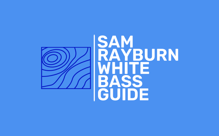 White Bass Fishing on Sam Rayburn Reservoir: A Year-Round Guide