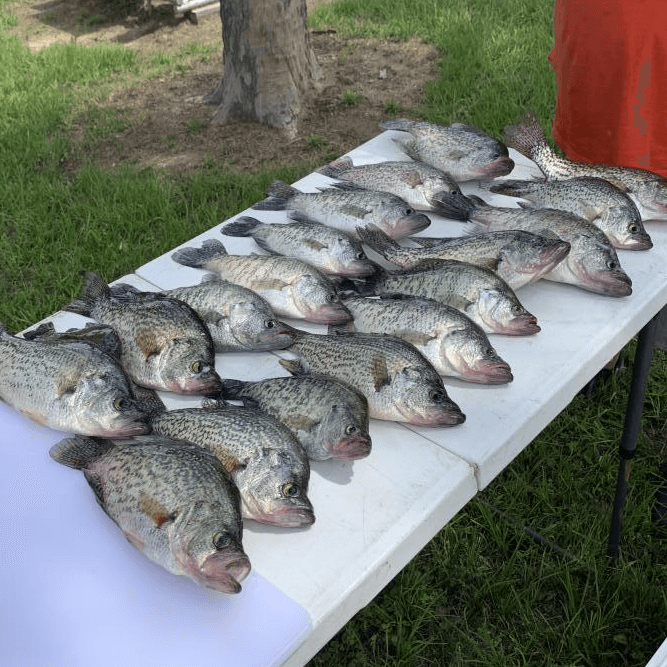 Rows of freshly caught crappie fish displayed on a table outdoors, surrounded by green grass.