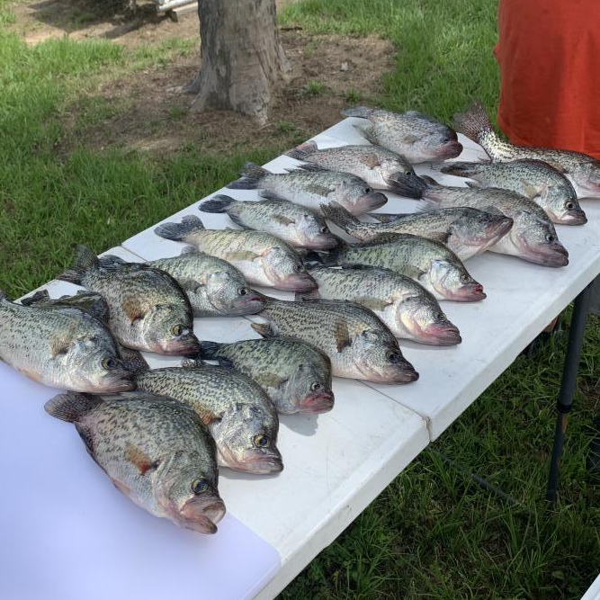 A white plastic table with a limit of crappie ready to be filleted.